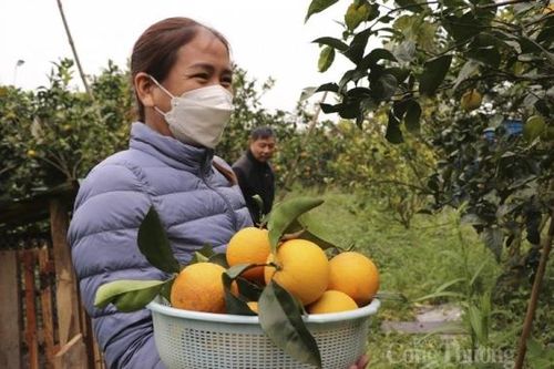Cam đắt nhất Việt Nam 'cháy hàng'