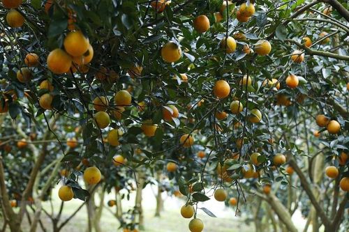 Hòa Bình xuất khẩu lô cam Cao Phong đầu tiên sang Anh