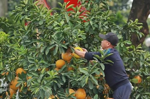 Hà Nội: Bưởi cổ giá hơn trăm triệu xuống phố đón Tết