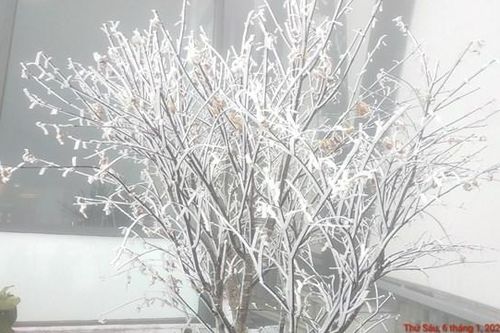 Băng giá đẹp lạ lùng trên đỉnh Fansipan