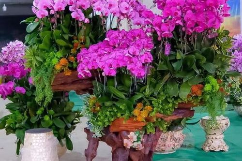 Nghệ An: Hoa lan dát vàng hút khách dịp Tết Nguyên đán Quý Mão