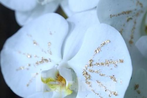 Lan trắng dát vàng, đào Thất Thốn gây 'sốt' dịp cận Tết