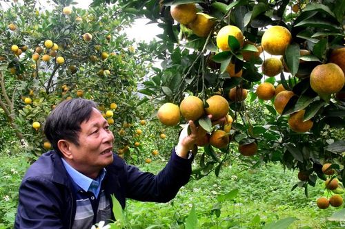 Thăm trại cam Xã Đoài lòng vàng trĩu quả ở Đồng Thành (Yên Thành)