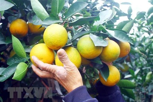 Đặc sản cam 'tiến Vua' đắt khách dịp Tết Nguyên đán