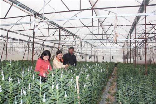 Làng hoa truyền thống Bắc Sơn rộn ràng vào vụ Tết