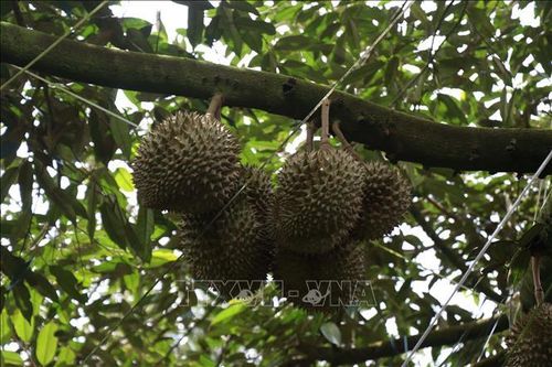 Điều tra vụ phá hoại vườn sầu riêng của người dân ở Lâm Đồng