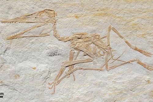 'Quái điểu' 152 triệu tuổi hiện ra trong mỏ đá, nguyên vẹn như vừa chết