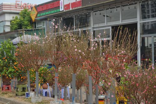 Đào, quất rộn ràng mang sắc xuân tô đẹp phố phường Hà Nội