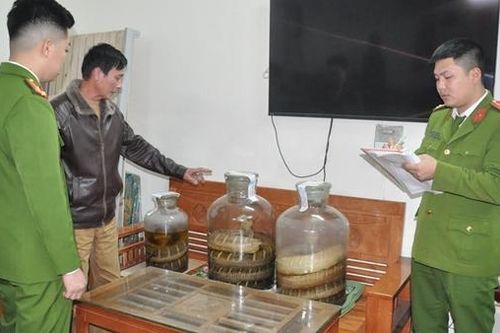 Phát hiện kho rượu ngâm rắn hổ chúa, kỳ đà