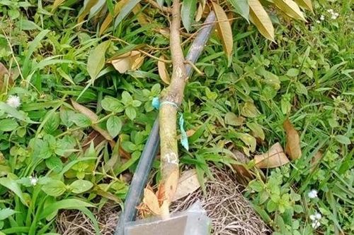 Điều tra vụ phá hoại vườn sầu riêng của người dân