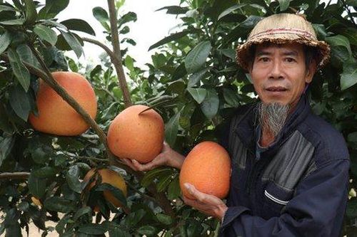 Bưởi 'tiến vua' giá 500.000 đồng/cặp cháy hàng dịp cận Tết