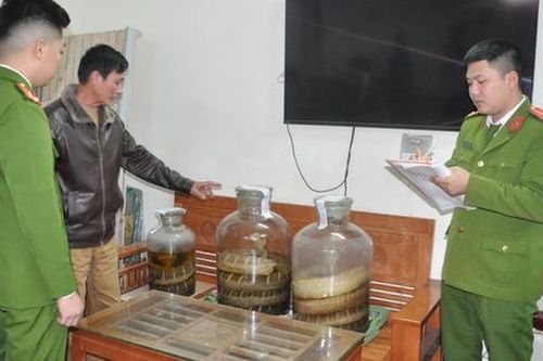 Ngâm rượu rắn hổ chúa, kỳ đà để bán, người đàn ông Hải Dương nhận kết đắng
