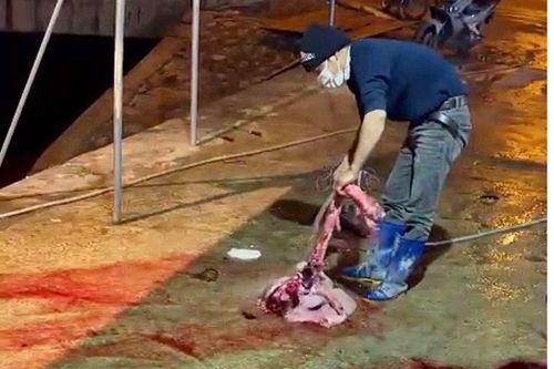 Hải Dương: Phát hiện 1 cơ sở giết mổ gia súc xả thải gây ô nhiễm môi trường