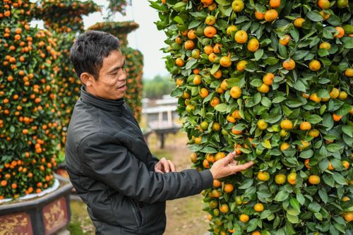 Quýt lộc bình khổng lồ đắt hàng ngày cận Tết