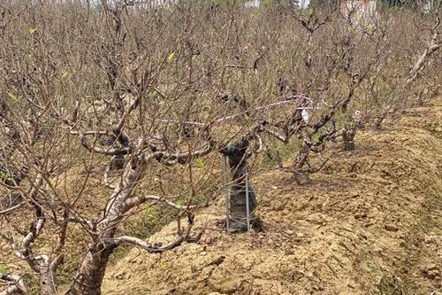 Hải Phòng: Làng nghề trồng đào Đặng Cương rộn ràng đón Tết