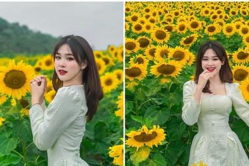 Nữ sinh Đại học Vinh khoe bộ ảnh trên cánh đồng Hoa Hướng Dương rực rỡ