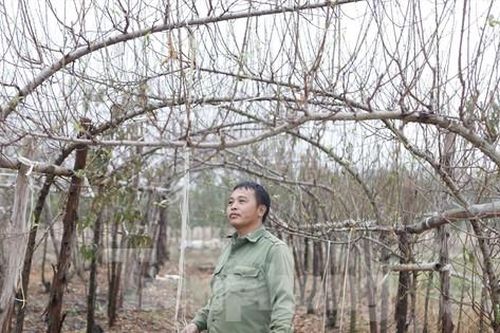Nghề 'săn' đào bán Tết