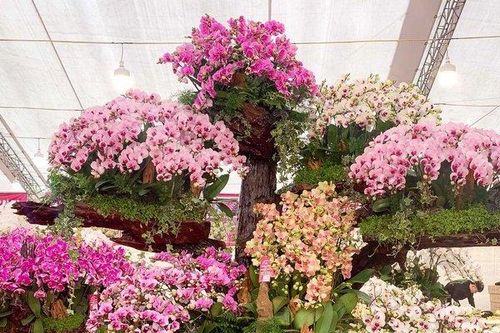 Độc đáo lan Hồ Điệp bonsai chào Tết Quý Mão 2023
