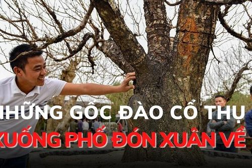 Những gốc đào cổ thụ xuống phố đón Xuân về