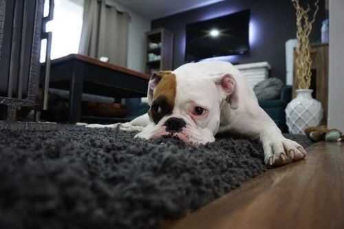 Cãi nhau với chồng, cô gái Hàn Quốc ném chó từ tầng 11 xuống