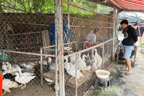 Lào giảm nhập khẩu hàng hóa nông sản gần 10 triệu USD trong năm 2022