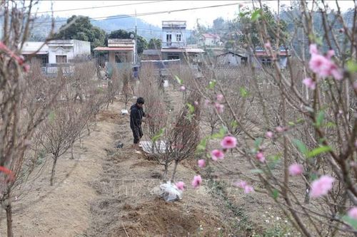 Kỳ hoa xứ Lạng hứa hẹn mùa bội thu