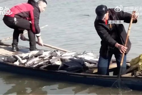 Người phụ nữ bị kiện vì phóng sinh 12 tấn cá xuống hồ để cầu may