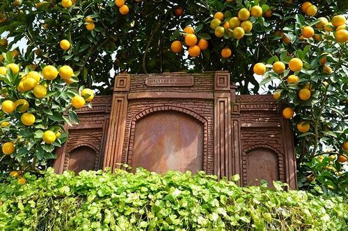 Độc lạ quất 'ôm' gỗ lũa, tỏa bóng trên mô hình thành cổ
