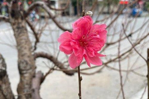 Cây cảnh 'đổ bộ' xuống phố đón chào Tết