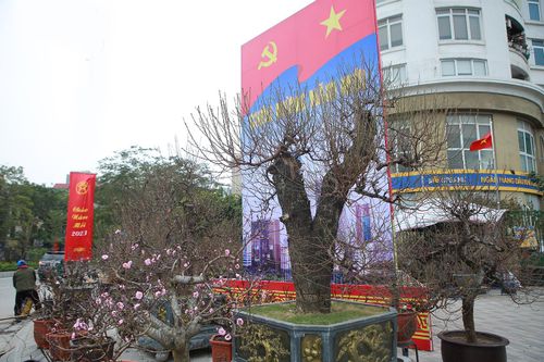 Cận cảnh đào rừng cổ thụ giá hơn trăm triệu ở Hà Nội