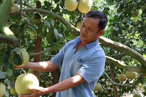 Trái cây rớt giá, nông dân lo mất Tết