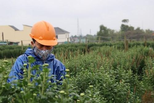 Người dân An Lạc 'đội mưa' tất bật chăm sóc hoa Tết