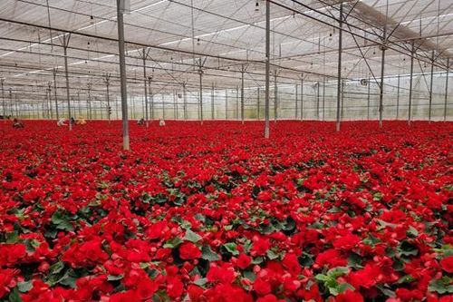 'Đột nhập'vườn hoa lớn nhất châu Á - Thái Bình Dương
