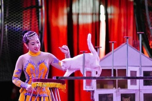 Độc đáo xiếc mèo đón Tết Quý Mão