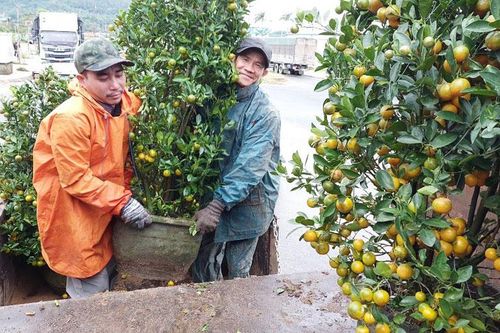 Vui, buồn hoa Tết ở Phú Yên