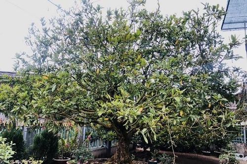 Chủ nhân gốc mai cổ tìm 'dân chơi' ngày Tết, từng được trả 3,5 tỷ nhưng không bán