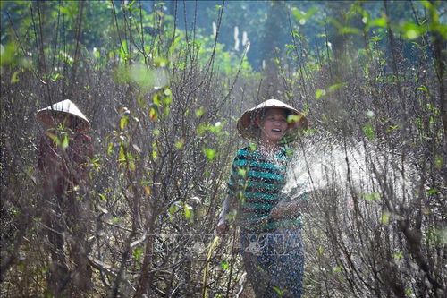 Làng nghề trồng hoa, cây cảnh ở Hà Giang vào vụ Tết