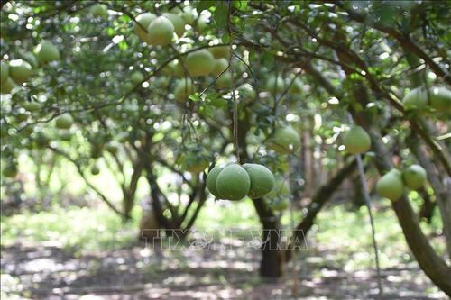 Làng bưởi Tân Triều vắng bóng thương lái dịp cận Tết
