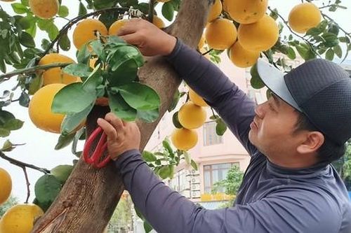Hoa, cây cảnh ùn ùn về phố phục vụ dân chơi Tết