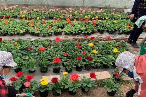 Làng hoa Xuân Quan tấp nập ngày cận Tết