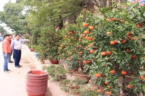 Cảnh giác ma trận cây cảnh giả