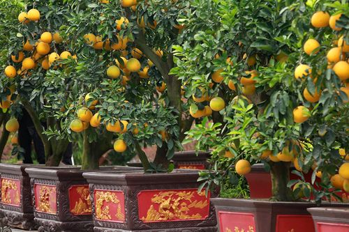 Cận cảnh bưởi cổ thụ gần trăm triệu đồng ở Hà Nội
