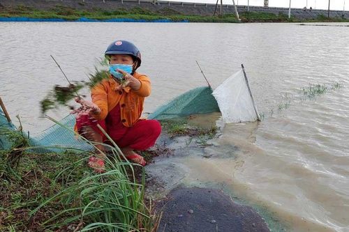 Lúa ngập úng, hư hại nặng, nông dân Phú Yên gặp khó
