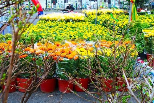 Hoa, cây kiểng èo uột khách mua