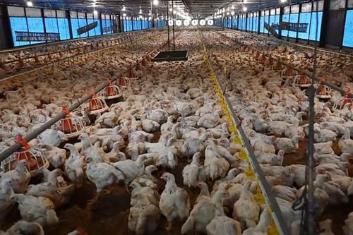 Hiện đại hóa nông nghiệp ở Indonesia