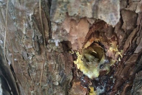 Truy tìm đối tượng 'hạ độc' thông ba lá ở Lâm Đồng