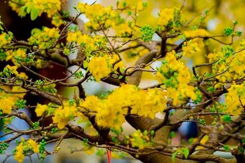 Tuyệt phẩm Hoàng mai Huế
