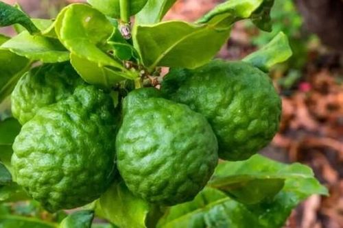 Gia Lai: Xử phạt 80 triệu đồng một doanh nghiệp giả mạo nguồn gốc, xuất xứ giống cây