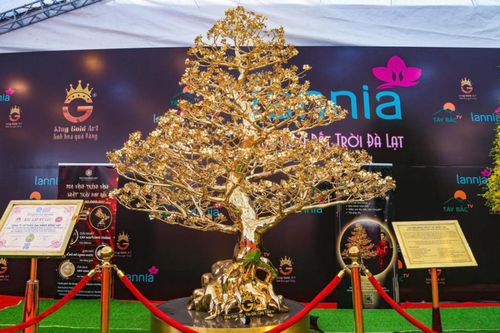 Cận cảnh cây mai mạ vàng 24K giá 5,5 tỷ đồng ở Hà Nội
