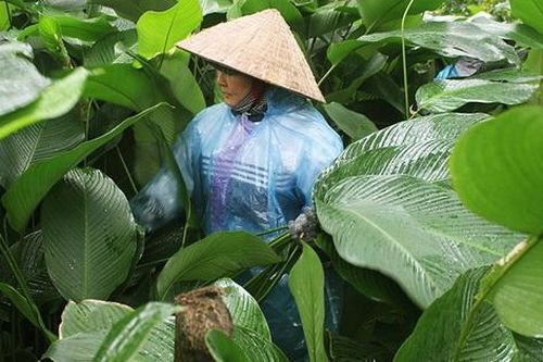 Hái ra tiền với loại lá làm nên linh hồn Tết Việt